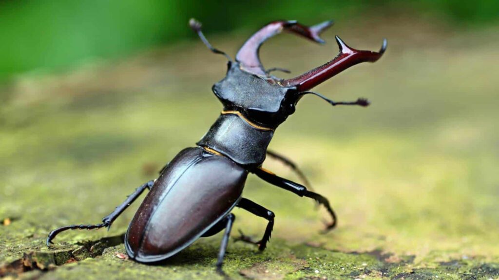 Stag Beetle kiya hai ?